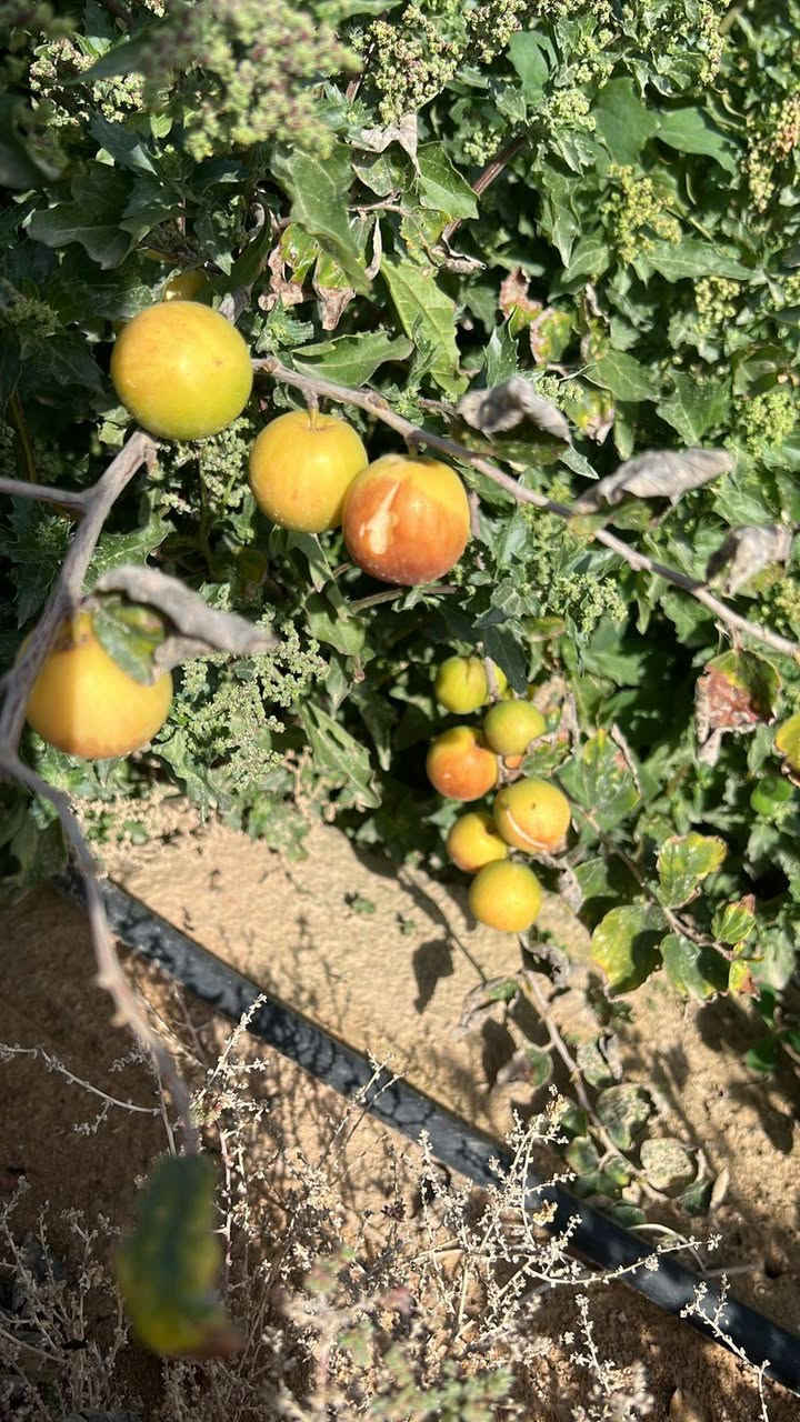 السلام عليكم وارحمة الله وابركاته
مزرعه للبيع 33 دونم  عقدزراعي طريع ياعلي عامود 349 البعد الثالث 
متوفر … غرفتين 2 … كهرباء … بير عدد 2 … حوض ماء خزن … طاقه شمسيه
نخل ٫ نبك ٫ زيتون 
للستفسار اتصل ع الرقم *********** متوفي واتساب
