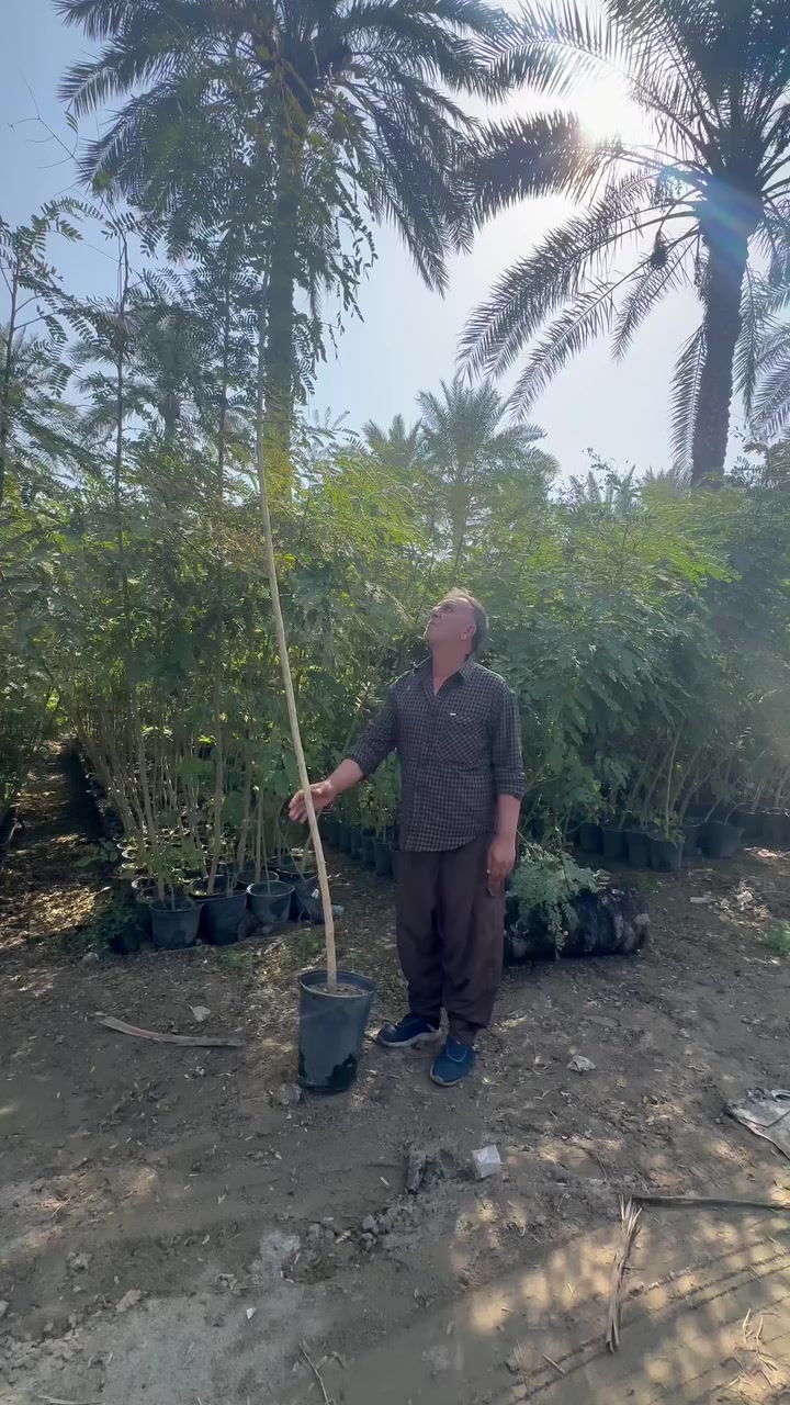 بِسْــــــــــــــــــمِ اللهِ الرَحْمَنِ الرَحِيْمِ

الهم صلي على محمد وال محمد

تم توفير اشجار كبيره 

1- قطمر الساحل خشن سندانه حجم (40)

2- قطمر الساحل سندانه حجم (19) 

3-البيزيا خشنه سندانه حجم(29)

4-البيزيا سندانه حجم (21)

5-فرجه البطل سندانه حجم (40)

📍موقع المشتل📍 بغداد الكريعات مجاور جامع ابو تراب

البيع جمله فقط..

للاستفسار ومعرفه الاسعار الاتصال على الأرقام 👇🏻👇🏻

***********

***********
