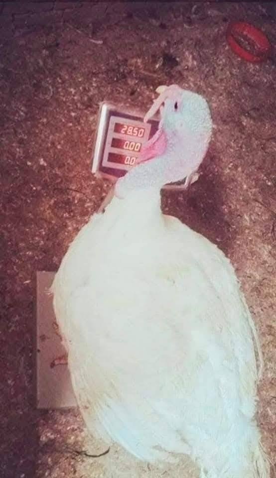 عرض خاص 🔥 الفسيفس العملاق.    كمية محدوده
ولفتره محدوده فقط يوم الاحد 

اليريد ياكل فسيفس  برمضان ويكون جاهز للأكل وللبيع  
لحگ قبل نفاذ الكمية 

يتوفر لدنيا افراخ فسيفس الكندي الأصلي الأبيض 
العمر شهر شرط يوصل وزنه 35 كيلو وخالي من الأمراض طير شرط النشاط جاهز للربط و التربية المنزليه 
ماخذ كورس فيتامينات+لقاحات 
جاهز من كلشي 

سعر الزوج 25000  قفل كمية قليله عندي 

التواصل على الرقم 
‏‪***********‬‏
يوجد واتساب
