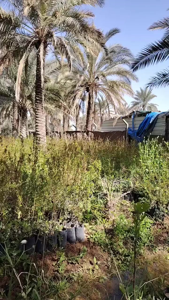 يتوفر بيش رمان نوع سليمي كميات كبيرة شرط الظمان
ارتفاع البيشة من نصف متر الى متر ونص
للاستفسار
 ***********
***********
خدمة توصيل لا توجد فقط بيع مباشر
 عنوان ديالى المقدادية سنسل
