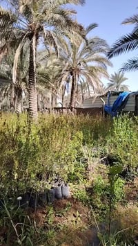 رمان سليمي • كميات كبيرة • ارتفاع ٠٫٥-١٫٥م