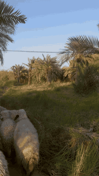 بستان زراعي مساحته3290 الوجه 47 النزال70 الشارع 10 متر تتوفر كافه الخد...