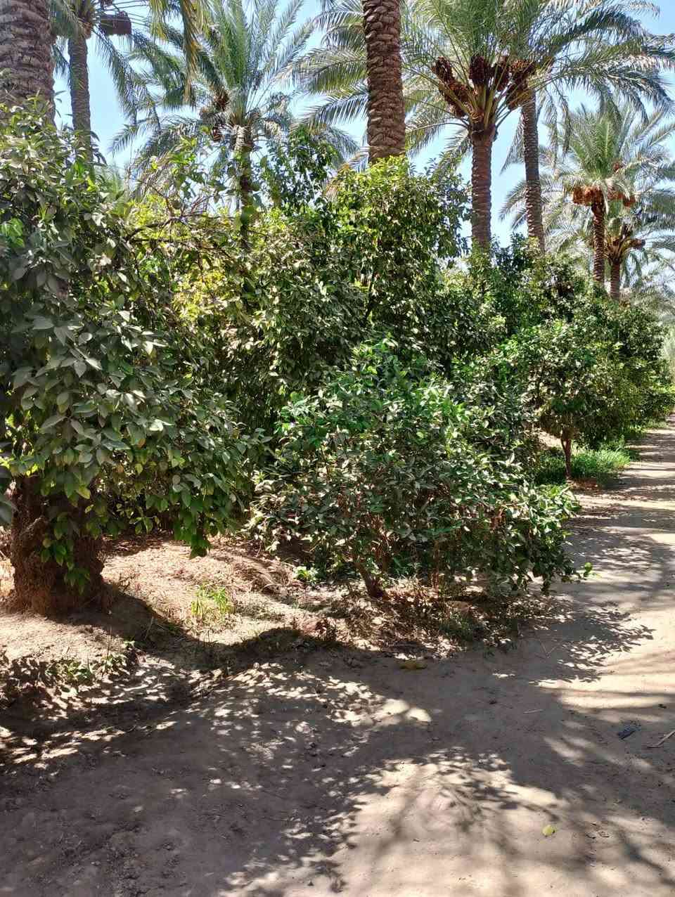 بستان 2دونم سند 25طابو تحويل باسم المشتري مع دار مع حقل دواجن الواجهه 26 والنزال 220
تقع على شارعين بلوجه اروائي وتبليط وبلظهر شارع وبزل مي صدر التفاصيل داخل الفديو
الموقع الراشديه السوامره قرب مزرعة النخيل ***********
*********** ابو احمد
