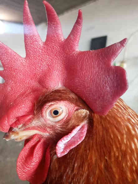 تم وصول حمل دجاج احمر 
متوفر في الفرعين 
محل قرية الحود ***********
محل قرية تلول ناصر ***********
 متوفر خدمة توصيل لجميع
