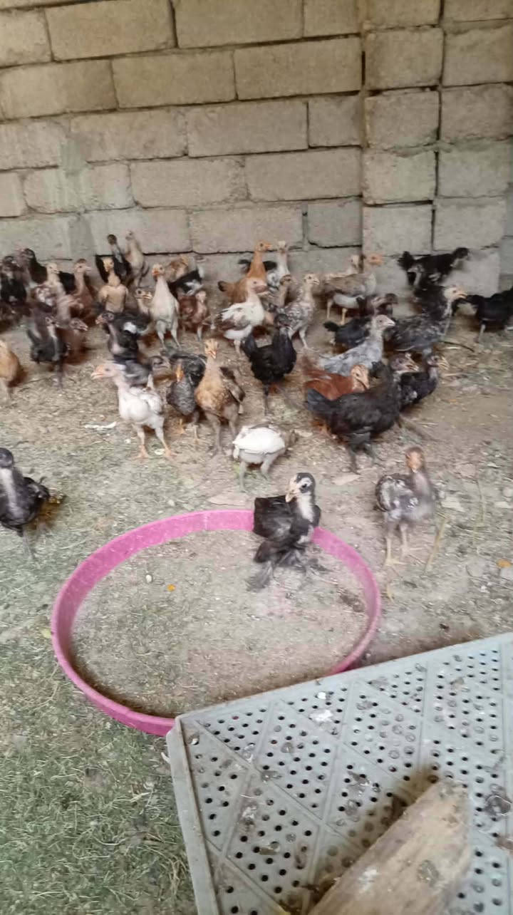 متاح صواصي عرب سعر  الزوج 6 قفل اتصل  ***********
