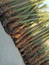 الأنواع المتوفرة: ✅ برحي 🌱 خستاوي 🌱 بريم 🌱 عمران 🌱 تبرزل 🌱 مكتوم 🌱 جما...