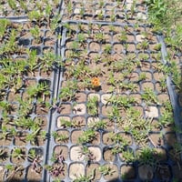 مشتل الجمعيه • ورد الصباح • توصيل الدجيل