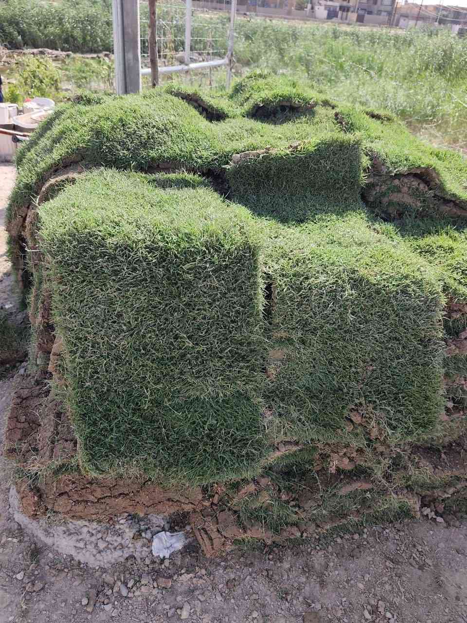 🍃《ثيل طبيعي    》🍃《النوعيه هندي 》🍃
🍃يمتاز بأنه من افضل انواع الثيل الطبيعي 
🍃بأنه كثيف ذو خضار رائع من افضل انواع الثيل
المستخدم في العراق ...
🍃(الثيل الهندي) الطبيعي بسعر مميز جداً 
🍃هوافضل انواع العشب الارضي والمناسب لاجواء العراق 
🍃سعر القطعة 1500
🍃لونة اجمل من باقي الاصناف
🍃يتحمل درجات الحرارة العاليه
🍃يكون كثيف وسميك....
💜توجد لدينا خدمة توصيل    🚕
💜للحجز والاستفسار يرجى مراسلتنا على الخاص 📱🗨

💜العنوان/  الرفاعي شارع الشط مقابل فرع كلية الادارة والاقتصاد


**إذا كنت صاحب هذا الإعلان وتريد حذفه لأي سبب، رجاءا أرسل رسالة إلى الدعم الفني**
