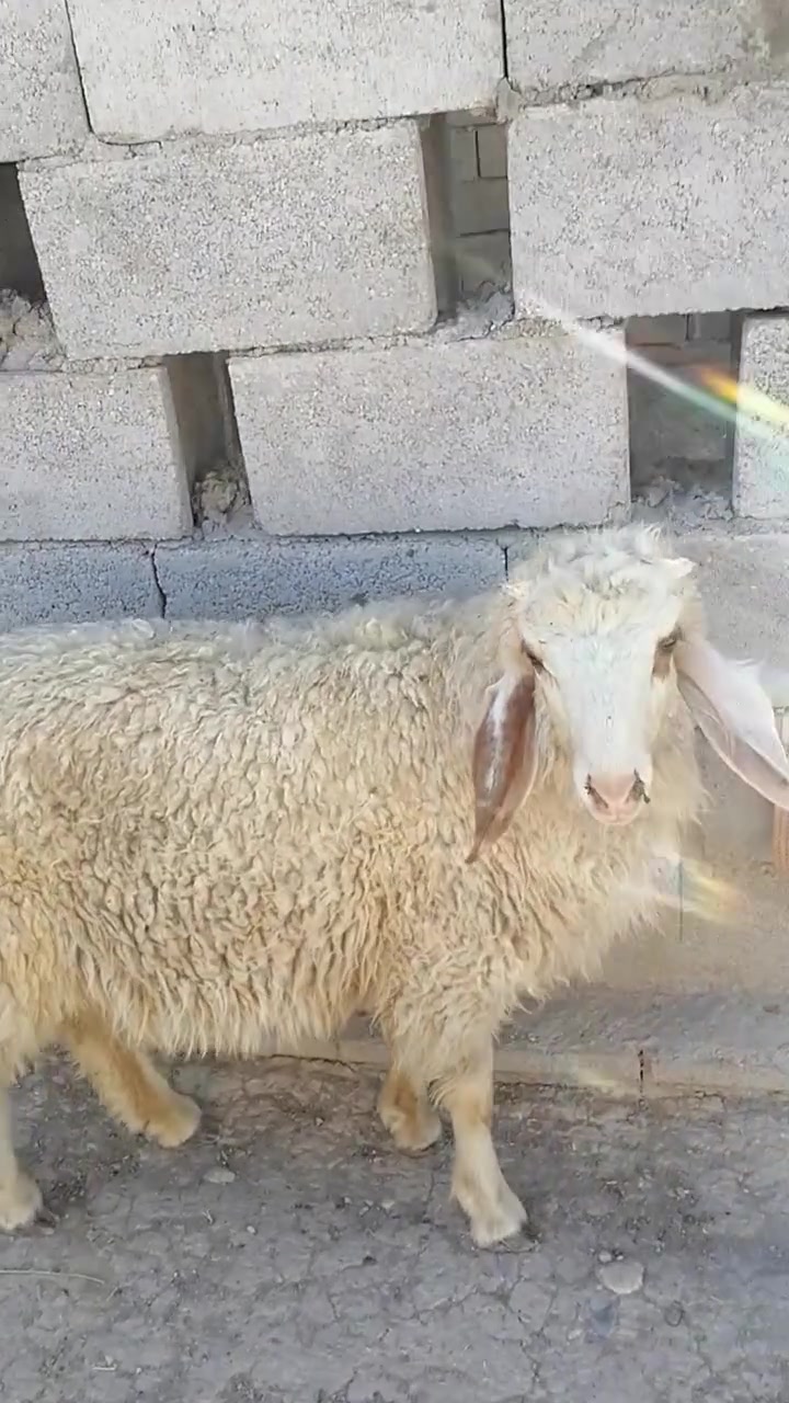 يالله سلام عليكم اخوان طليان العدد ٤ كلهن افحل ثنين نذاريات وثنين خشنات الي يريىدهن هسا يتواصل وياي وبل خدمه المكان واسط الشحيميه قريه 10
*********** 
يالله سلام عليكم اخوان طليان العدد ٤ كلهن افحل ثنين نذاريات وثنين خشنات الي يريىدهن هسا يتواصل وياي وبل خدمه المكان واسط الشحيميه قريه 10

