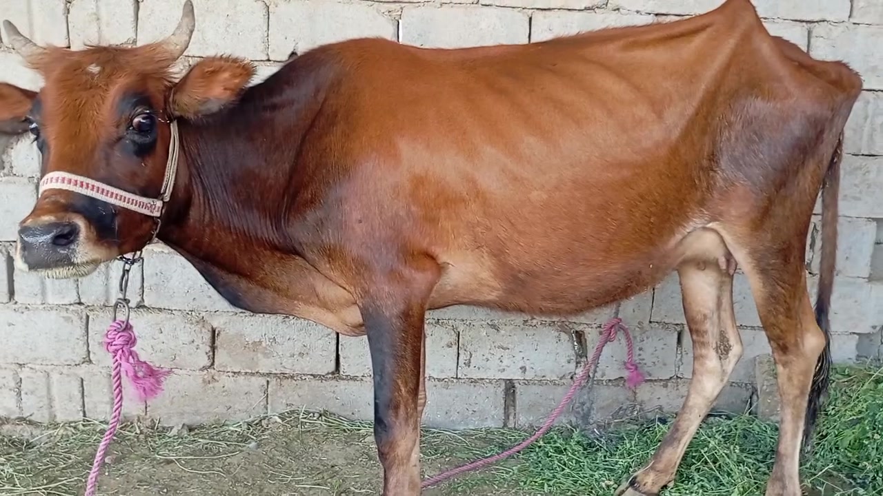 بجر اول بطن البيع بسعر مناسب جداً الشراي ويوجد خدمت توصيل كل محافظات وحسب تفاق بابل الشوملي شرط صحوه @إشارة 
***********
