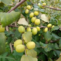 نبك مطعم • سندانه ٢٩ • كبيرة