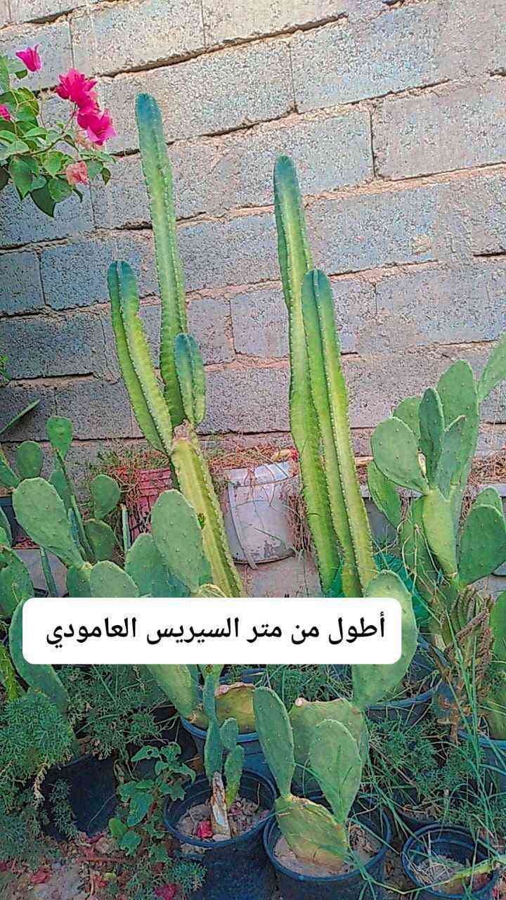 للحجز والاستفسار على رقم 

الواتس اب *********** بغداد, العراق
