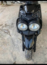 جبلي • كامله • مسيب