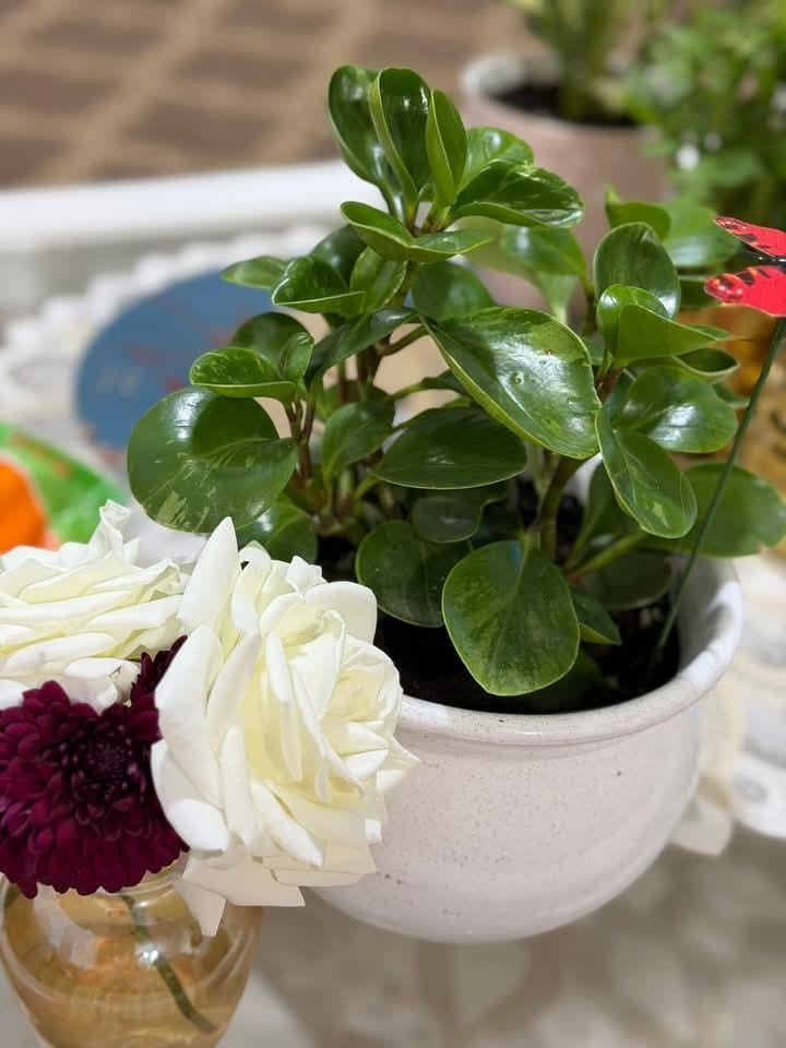 الحمدُ للهِ حمدًا طيّبًا مباركًا،
يملأ القلبَ رضا، ويغمرُ الروحَ سكينة ✨
الببروميا 🍀
نبات داخلي يتميز بأوراق جلديه لامعه 🪴🪴🍀🍀🌿


**إذا كنت صاحب هذا الإعلان وتريد حذفه لأي سبب، رجاءا أرسل رسالة إلى الدعم الفني**