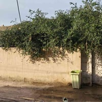 خنيطله شارع الگراج • بيت زراعي • ١٦٠م