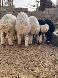 طليان فحله2وفطايم نثايات 3 شلع (مليون و60) قفل توصيل مجاني ٠٧٨٤٧٧٥٨٨١٦...