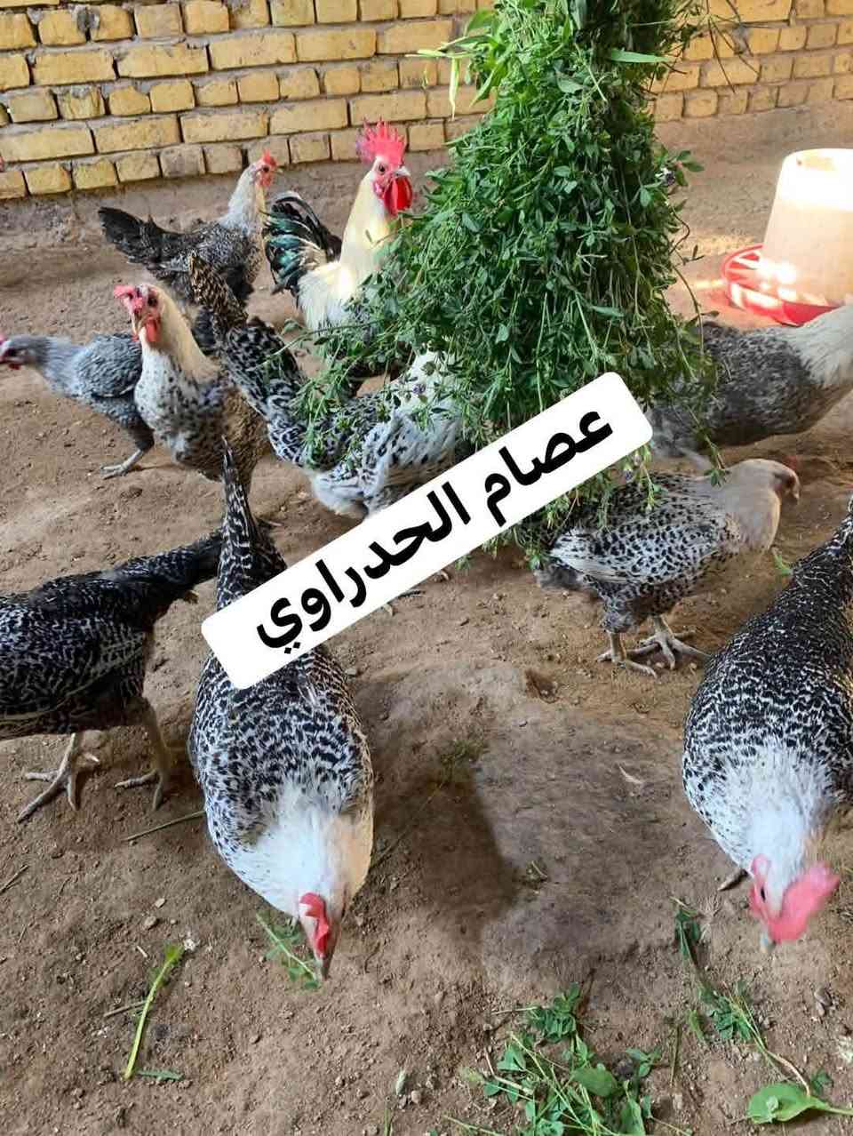 عرض اليوم ولفترة محدودة 

********  

متوفر 🥚🥚 تفقيس فيومي فضي 
من ذني امهات بصور اسفل المنشور ⬇️

سعر طبقة20 الف 

طبقتين 35 

مدة الخزن يوم واحد     بتاريخ 2026/7/3 

**************

 العنوان  النجف الاشرف /الكوفة -منطقة علوة الفحل 

للستفسار والحجز المراسلة على خاص الحساب


**إذا كنت صاحب هذا الإعلان وتريد حذفه لأي سبب، رجاءا أرسل رسالة إلى الدعم الفني**