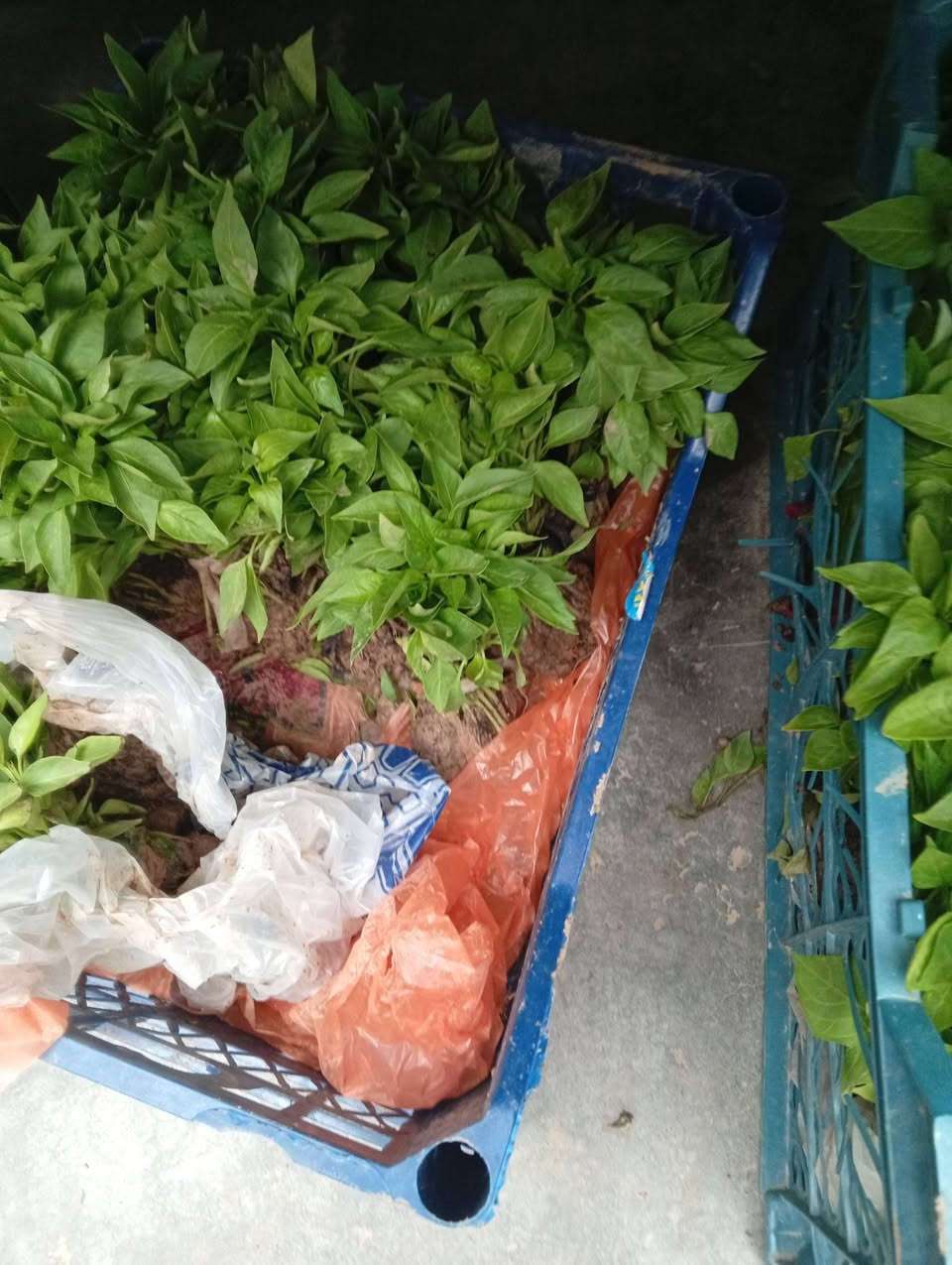 شتلات
طماطة عراقية وغير نوعية
فلفل حلو 
فلفل حار
فلفل عبود
باذنجان سوري 
باذنجان عراقي
@إشارة


**إذا كنت صاحب هذا الإعلان وتريد حذفه لأي سبب، رجاءا أرسل رسالة إلى الدعم الفني**