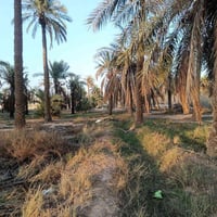 بساتين للبيع طابو زراعي سند 25 للئيتفسار 07869925421