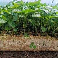 باذنجان • فلفل • طماطه