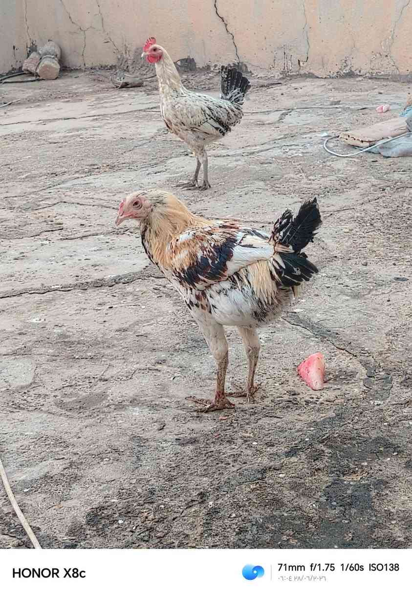 سلام عليكم ديج فيوم ودجاجه عرب بيع مستعجل ب 30


**إذا كنت صاحب هذا الإعلان وتريد حذفه لأي سبب، رجاءا أرسل رسالة إلى الدعم الفني**