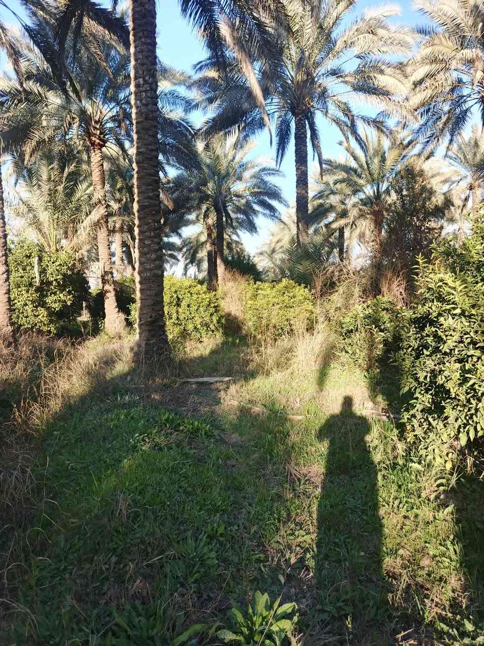 سلام عليكم 2 دونم للبيع سند 25تحويل مباشر بسم المشتري بغداد الراشدية قرية العراكنة  تبعد عن ناحية ربع ساعة وعن شارع العام طريق بغداد كركوك كيلو كهرباء ماء سقي ماء اساله تصلح سكن او مزرعة واجه 53 نزال 93 سعر 250 وبي مجال  ***********
