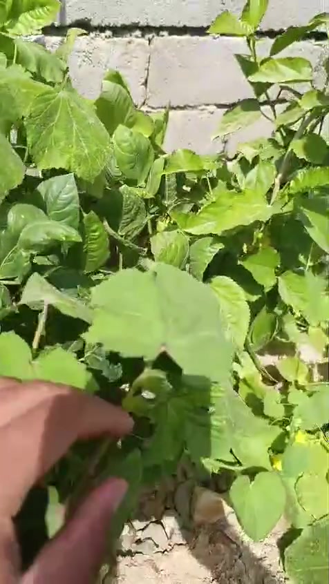 أقوه خلطه زراعيه منشط ومجذر ومبيد فطري لجميع النخيل والأشجار وجميع الشتلات.رقم الوساب   ***********

