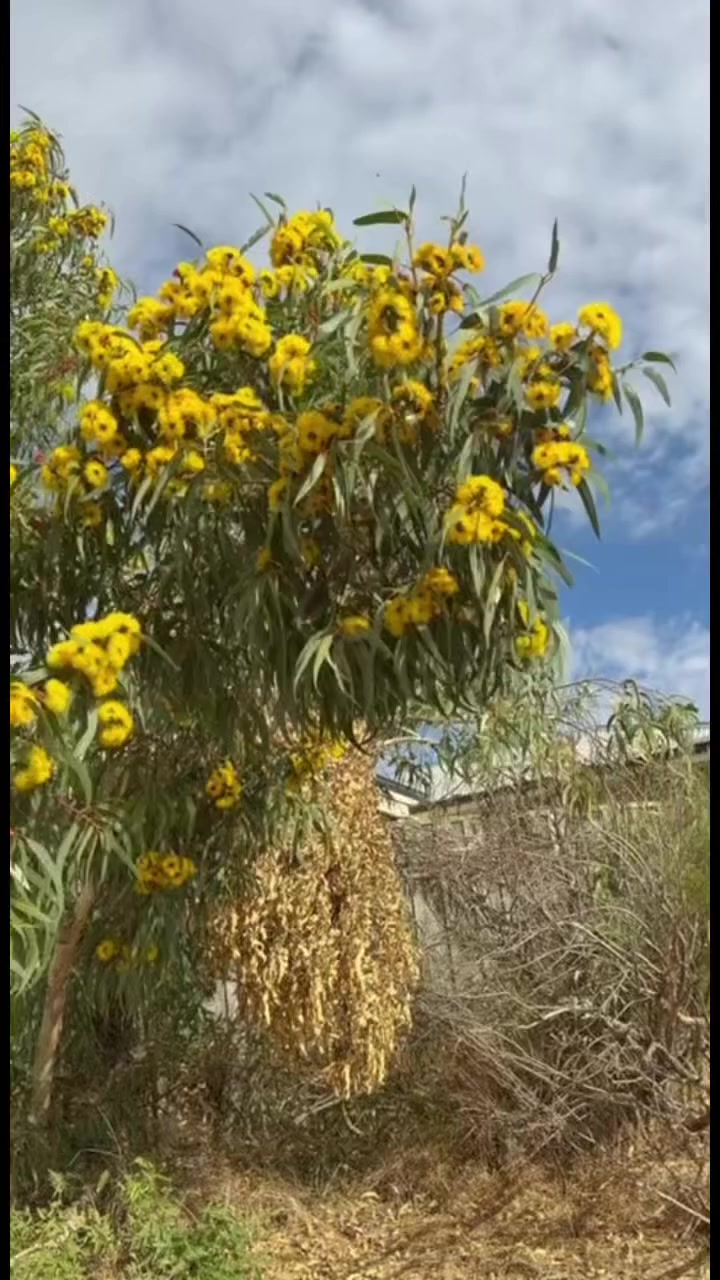 يوكالبتوز اصفر


**إذا كنت صاحب هذا الإعلان وتريد حذفه لأي سبب، رجاءا أرسل رسالة إلى الدعم الفني**