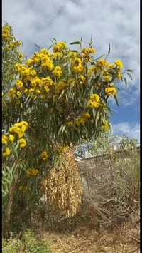 يوكالبتوز • اصفر • نبات