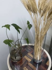 نباتات مائية • زراعة مائية