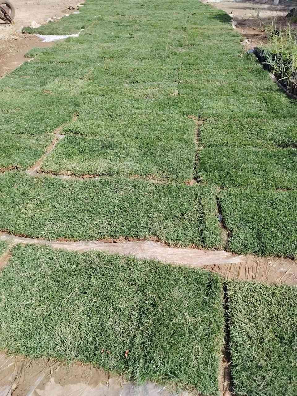 ثيل هندي درجه اولى  متوفر
لدى مشتل نعناعه الرفاعي الصوب الاول مجاور جسر المشاة بتجاه السايلو مقابل مدرسة الرقيم الاهليه ***********
