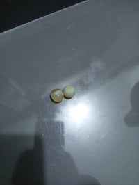 عطافات • للبيع • السماوه