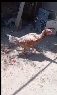 دجاجة • جوزي • العلم