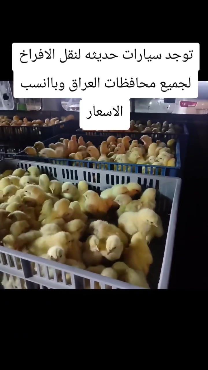 للاستفسار ***********
***********
