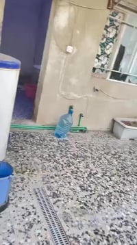 الزيتون • بيت • ١٨٠م