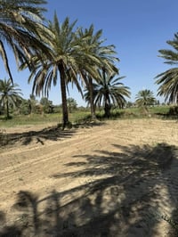 ٣ دونم • نهر الفرات • طابو سند ٢٥