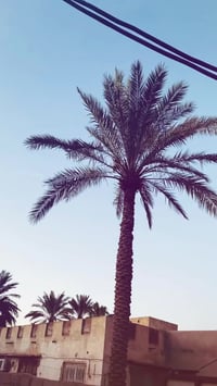 نامه شلامجه • ٢٠٢٣ • اوراق اصولي