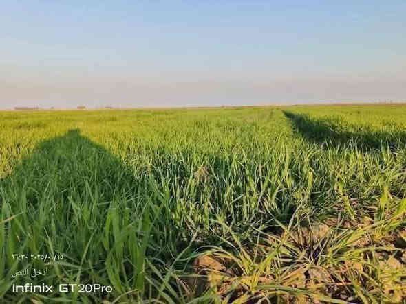 ارض للبيع المساحه 8 دونم في بغداد التاجي ذراع دجله الشيخ عامر 
صنف الأرض. طابو زراعي سند 25 تحويل بأسمك 
الأرض بأسمي شخصيا 
جبها الدونم 50×50
كامل الخدمات اساله كهرباء ماء سقي 
تصلح مزارع شاليهات استثمار سكن 
تبعد عن كاضميه 20 دقيقه قريبه من تبليط وسنتر 
السعر 43 وبي مجال 

للإتصال والاستفسار  
***********
