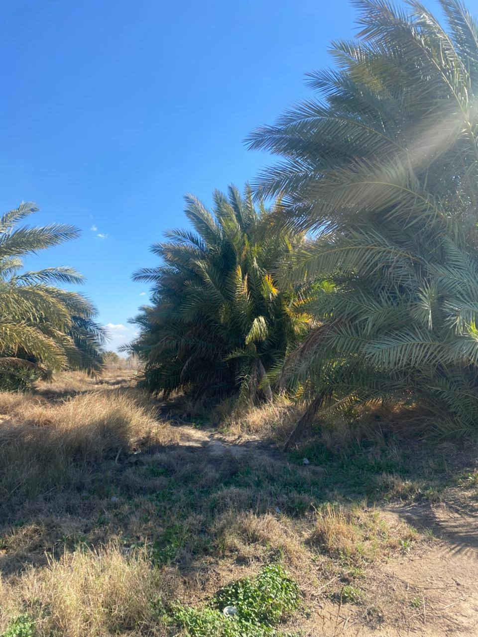 مزرعه لبيع 9دونم طابو زراعي سند 25
مع بيت300م +مضخه ماء سقي الارض
توجد فيها كافت الخدمات
 تبليط +ماء اساله+ كهرباء+نهر سقي الأرض 
العنوان الديوانية قضاء الشافعية 
لاستفسار أكثر اتصل على الرقم ***********
