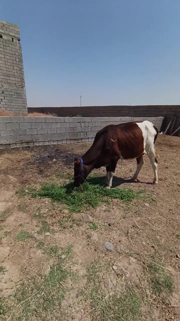 ابكره هولنديه عشار ٣اشهر والده بطن وشايلتو ثاني مكفله علا كل عيب بعد الولاد مكان قريه اصبيح سعره مليون و ٨٥٠ ومجال قليل ***********
