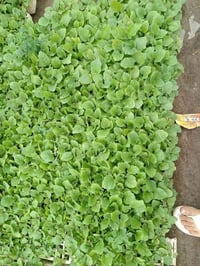 شتلات • بذور متعهد • جزيرة الخالدية