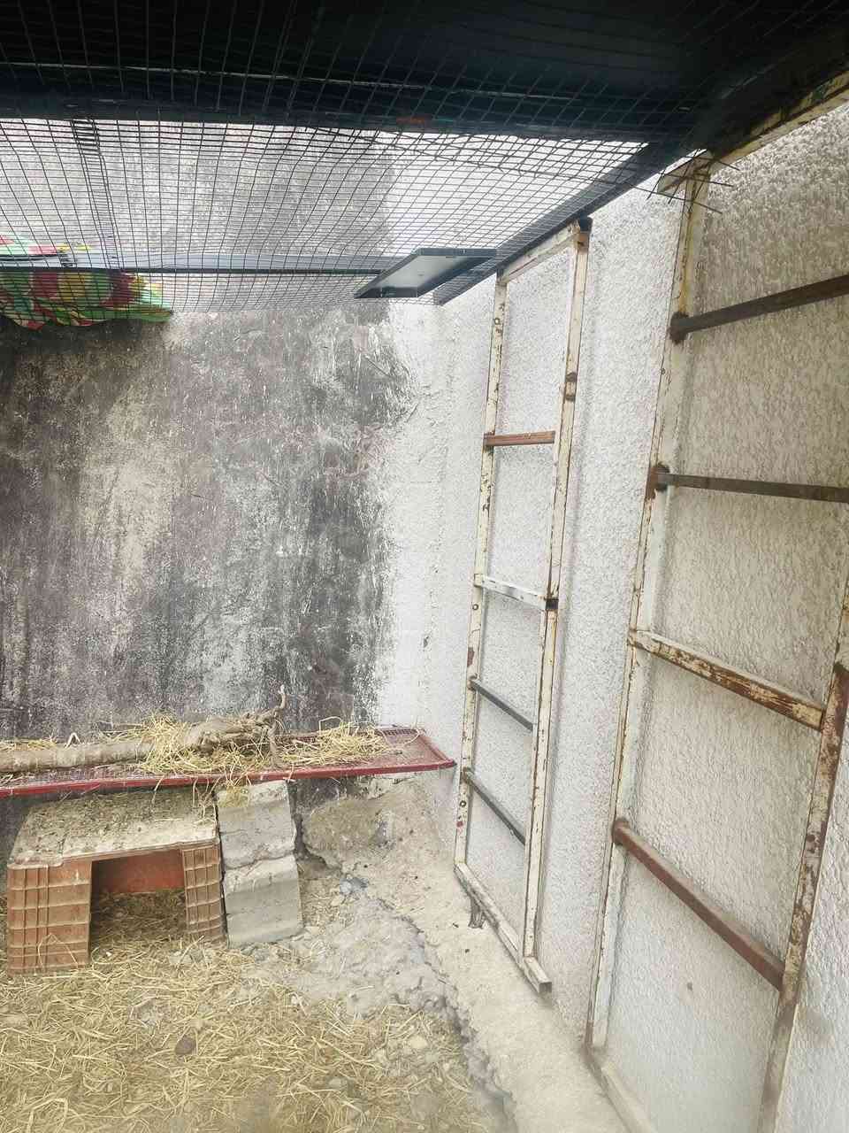 قفص طيور دجاج بلابل كلشي يرهم سيم قوي مكانه تكريت شارع لباشه سعره 100 وبي مجال ***********

