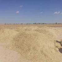 تبن • تبن للبيع • تبن ناعم • تبن شفاطة • علف حيوانات