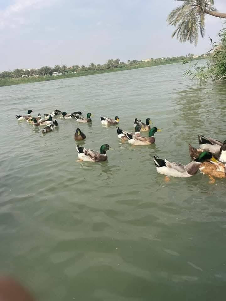 اليوم وصلتني وجبه مال خضيري كبار 
سعر الزوج 25 الف وي التنضيف 
للحجز *********** بي واتساب 
او مراسلة الصفحه 
تتوفر خدمة التوصيل داخل النجف والكوفه 
العنوان النجف الاشرف حي ميسان شارع المدارس قرب حسينية الحسن المجتبى ع
