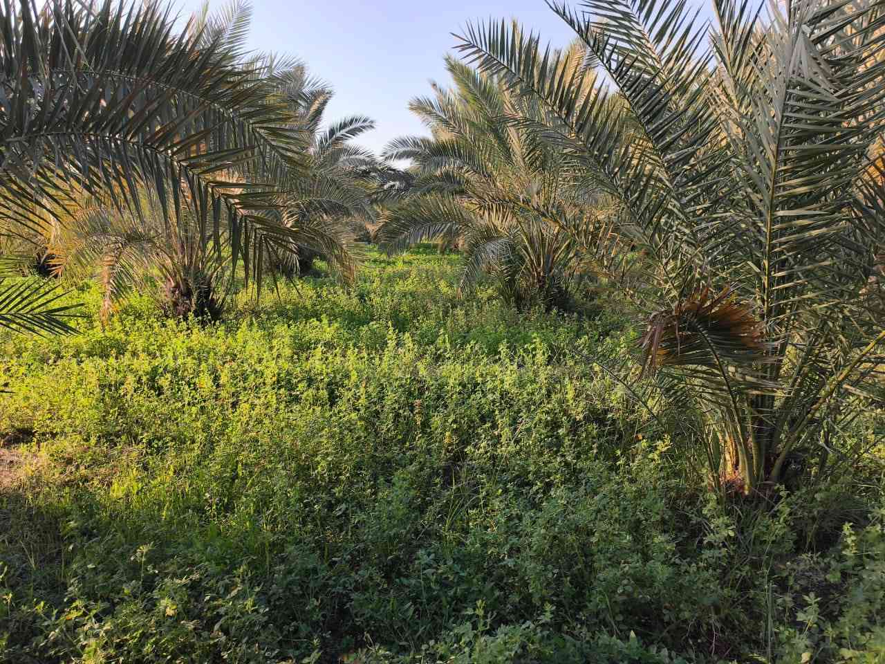 سلام عليكم بستان وشاطئ للبيع
المكان ناصرية ناحية الفضليه قريب ال محينه 
مكلف بنشر 
رقم الاتصال ‏‪0781 523 0315‬‏
