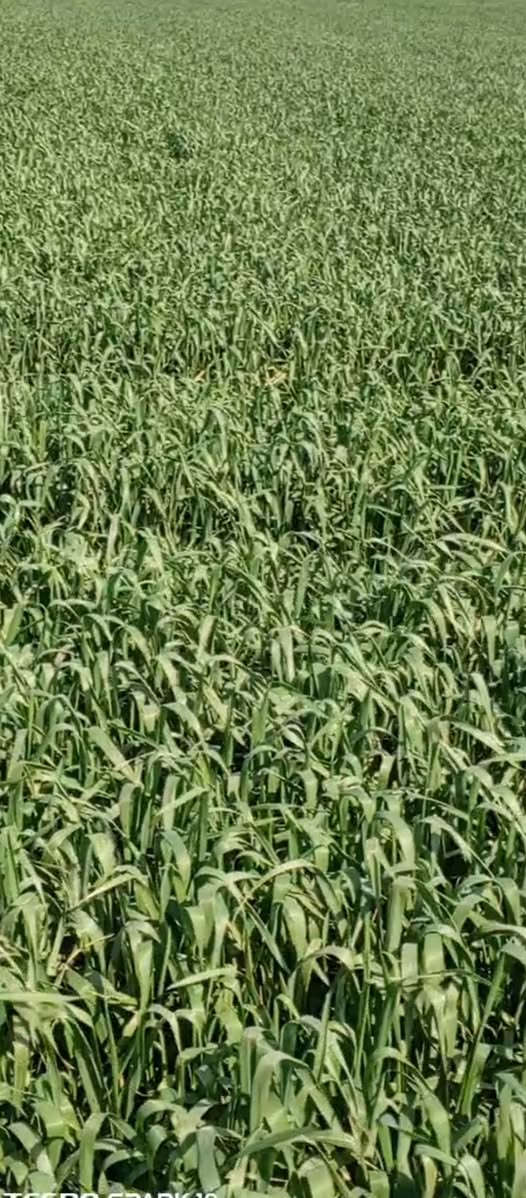 السلام عليكم كاع هيه او بيتها للبيع المساحه 60 دونم الاستفسار على الارقام التاليه ***********  ***********
