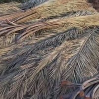 سعف نخيل • كرب نخيل • الرميثه المسبح الاولمبي