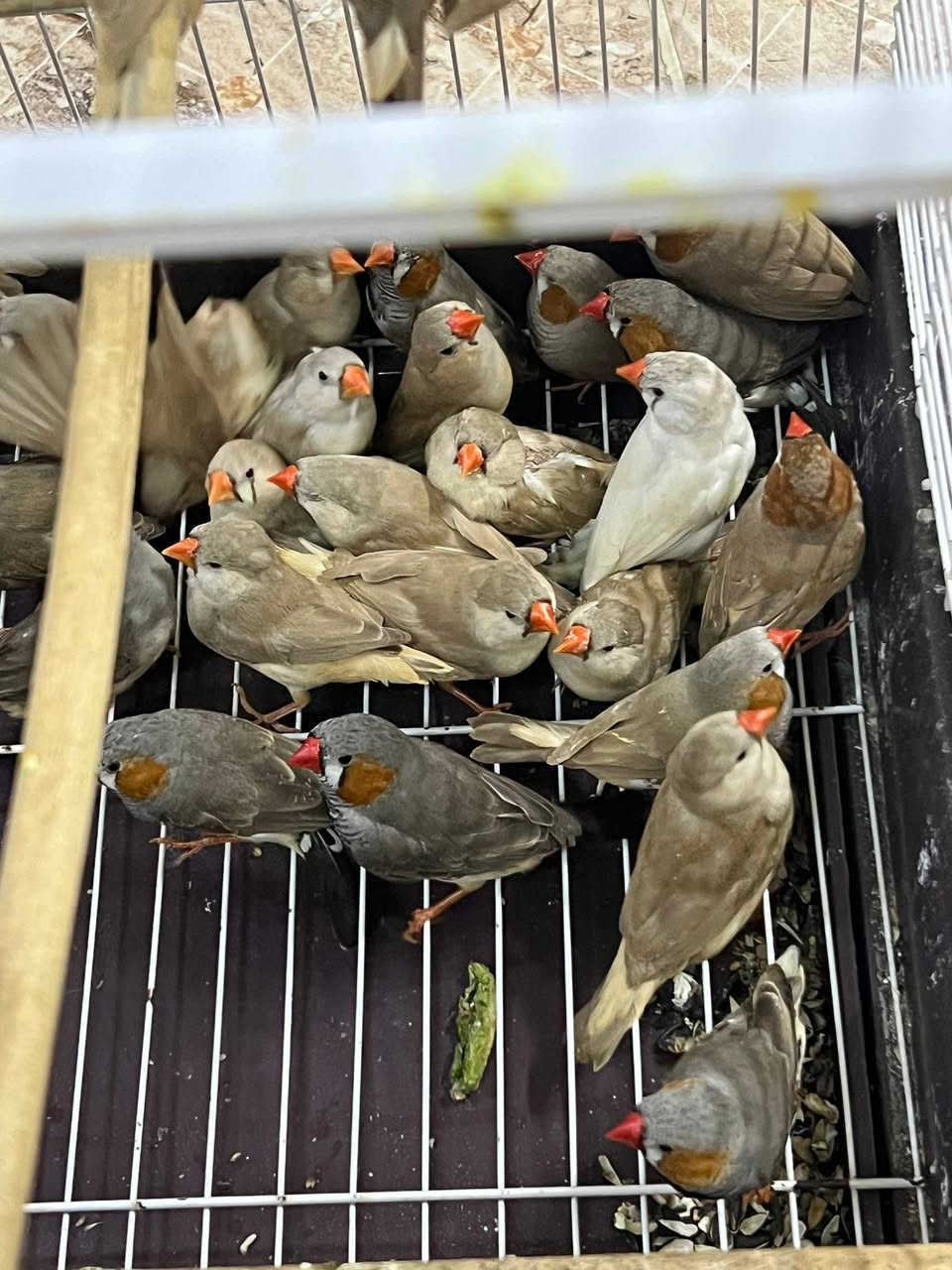 17جوت زیبرای وەسەت بەردسە شتی جوان گشتی لەسەر یەک ئەفرۆشم٩هەزار قفل


**إذا كنت صاحب هذا الإعلان وتريد حذفه لأي سبب، رجاءا أرسل رسالة إلى الدعم الفني**