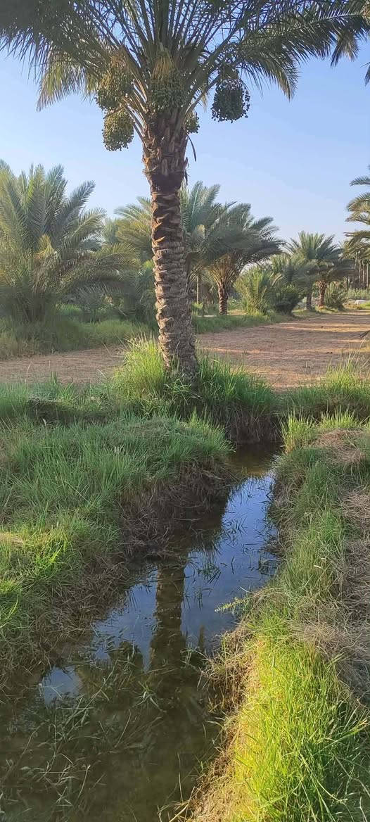 يعلن مكتب الكرعاوي اللعقار أرض زراعي سند25 بستان ٢٠٠ نخله مع بيت المساحه ٨ دونم العنوان سدر دغاره يم سكة القطار تصال على رقم ***********

