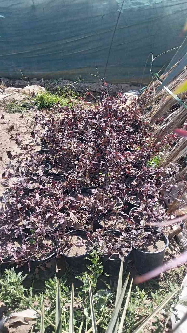 سلام عليكم رجع توفر الثيل كميات كبيرة والسعار مناسبه ومتوفر جميع انواع الشتلات بسعر جمله العنوان الحمزه الشرقي بشبلاويات يم معمل السكر عمود 272 متواجدين من ل7صباحا له 5ونص عصرا ***********
